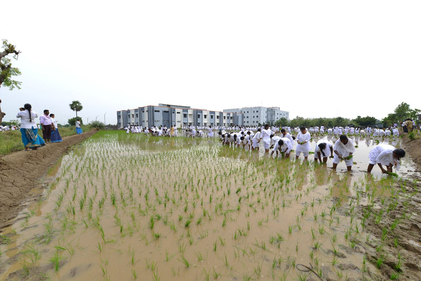 WORLD RECORD FOR PADDY SEEDLINGS TRANSPLANTING ON 174240 SQUARE FEET TO CREATE AWARENESS UNDER THE THEME "DON'T WASTE FOOD" BY 2000 COLLEGE STUDENTS